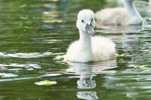 Mute swan chicks. Cute baby animal on the water. Fluffy grey and white plumage photo