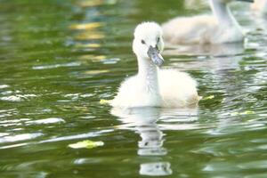 Mute swan chicks. Cute baby animal on the water. Fluffy grey and white plumage photo