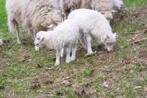 Easter lambs with their mother on a green meadow. White wool on farm animal on a farm photo