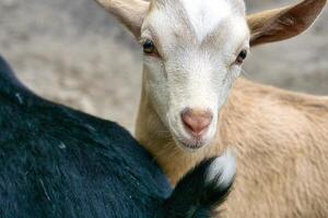 Portrait of a goat. Funny animal photo. Farm animal on the farm. Animal photo