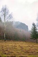 Elba arenisca montañas. prado en frente de bosque y rocas niebla sube desde el bosque foto