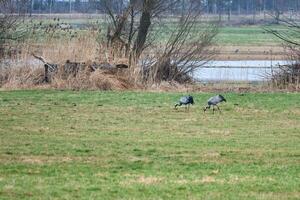 Cranes on a damp meadow. Wild birds foraging in the wild. Migratory birds photo