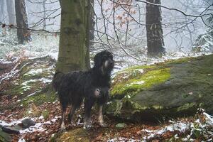 Goldendoodle in the forest in snow and fog. Pet in nature. Man's best friend photo