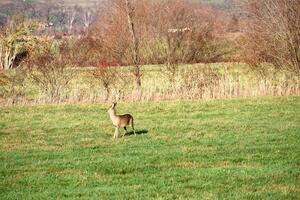 Deer in a meadow, alert and feeding. large mammal. Animal photo