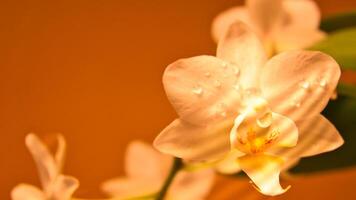 Orchid with dewdrops on the petals. Orchid stem with flowers against a background photo