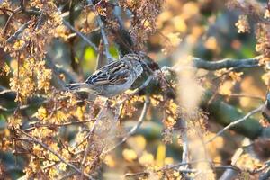 Sparrow sitting on a branch in the shelter of a shrub. Brown, black, white wild bird photo