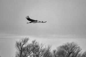 Cranes fly in the blue sky in front of trees. Migratory birds on the Darss. Wildlife photo