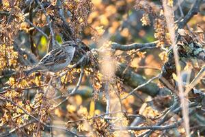 Sparrow sitting on a branch in the shelter of a shrub. Brown, black, white wild bird photo