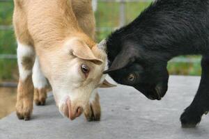 Goats playing with each other. Funny animal photo. Farm animal on the farm. Animal photo