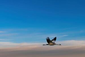 Cranes fly in the cloudy sky. Migratory birds on the Darss. Wildlife photo