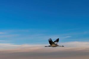 grúas mosca en el nublado cielo. migratorio aves en el Darse. fauna silvestre foto