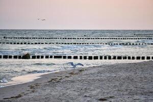 Gaviota volador en el playa de el báltico mar. espigones alcanzar dentro el mar. costo foto