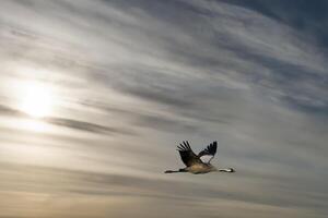 Cranes fly in the cloudy sky. Migratory birds on the Darss. Wildlife photo