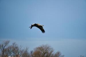 Cranes fly in the blue sky in front of trees. Migratory birds on the Darss. Wildlife photo