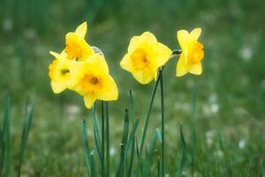 Daffodils at Easter time on a meadow. Yellow flowers shine against the green grass photo