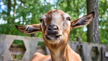 retrato de un cabra. gracioso animal foto. granja animal en el granja. animal foto