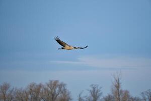 Cranes fly in the blue sky in front of trees. Migratory birds on the Darss. Wildlife photo