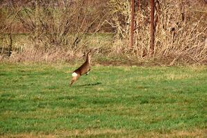 Deer on the run in a meadow. Jumping over the green grass. Animal photo