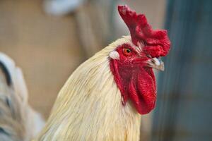 White chicken with red comb, farm animal on a farm. Feathers and beak, portrait photo