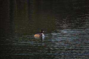 Great crested grebe swimming on a lake with light waves and light from the side. photo