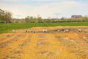 Cranes in the field. Foraging by wild birds in the wild. Migratory birds photo