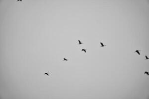 grúas mosca en v formación en el cielo. migratorio aves en el Darse. negro blanco foto