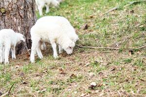 Easter lamb standing on a green meadow. White wool on a farm animal on a farm photo