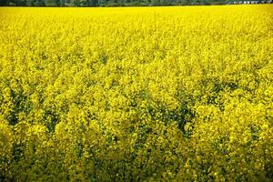 field of beautiful springtime golden flower of rapeseed with blue sky, canola colza in Latin Brassica napus, rapeseed is plant for green industry photo