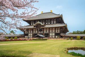 genial Buda salón de todaiji con Cereza florecer en nara, Japón foto