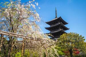 National treasure Five storied pagoda of Toji temple in Kyoto, Japan with cherry blossom photo