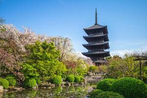 National treasure Five storied pagoda of Toji temple in Kyoto, Japan with cherry blossom photo