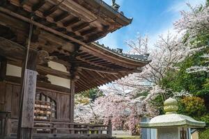 Onjoji temple, or Miidera, with cherry blossom at Mount Hiei in Otsu city in Shiga, Japan. photo