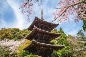 Onjoji temple, or Miidera, with cherry blossom at Mount Hiei in Otsu city in Shiga, Japan photo