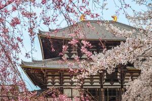 Great Buddha Hall of todaiji with cherry blossom in nara, japan photo