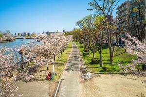 Kema Sakuranomiya Park, a park near by Ogawa River in osaka and famous for cherry blossom in japan photo