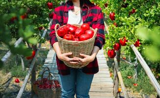 de jardinero concepto de Fruta de el manzana huerta foto