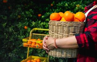 Gardener oranges fresh in mandarin orange plantation photo