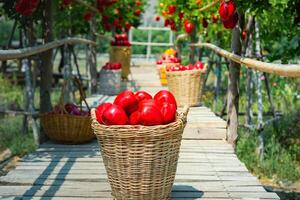 Gardener's concept of fruit of the apple orchard photo