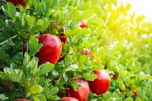 Gardener's concept of fruit of the apple orchard photo