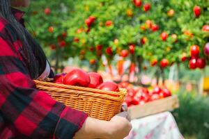 Gardener's concept of fruit of the apple orchard photo