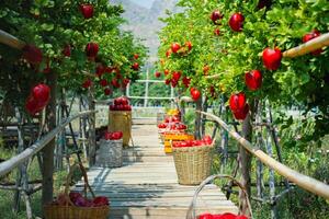 Gardener's concept of fruit of the apple orchard photo