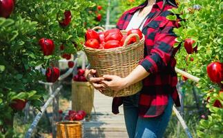 de jardinero concepto de Fruta de el manzana huerta foto