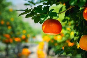 naranjas Fresco en mandarín naranja plantación foto
