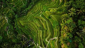 Drone view of rice plantation in bali with path to walk around and palms.Rice terraces photos from the height, bali, indonesia, ubud, the geometry of the rice field