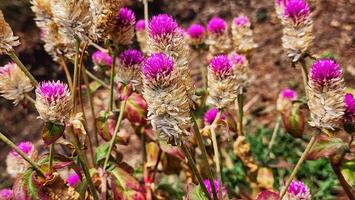 un campo de púrpura flores con marrón tallos foto