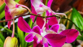 púrpura orquídeas en el jardín, Indonesia. cerca arriba. foto