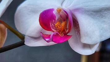 pink orchid flower photo