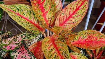 caladio o maranta hojas, aglaonema variegata foto