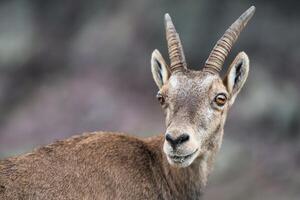 Steinbock alpino cabra montés hembra foto