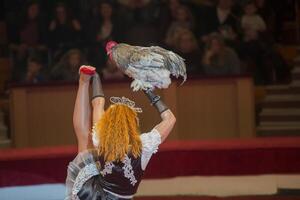 bielorrusia, gomil, febrero dieciséis, 2019. estado circo. programa Bravo bravissimo.entrenado polla realiza en el circo foto